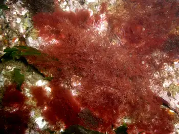 filamentous red seaweed