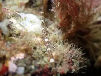 Six Lined Ribbon Worm