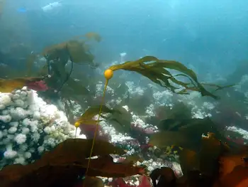 Bull Kelp