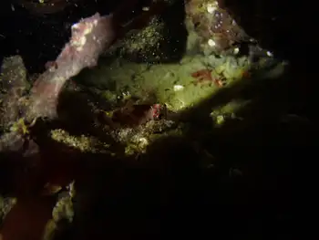 Sculpin