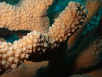 Coral