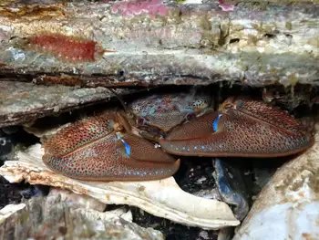 porcelain crab