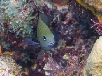 damsel fish