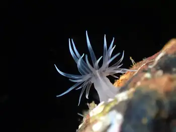 Anemone