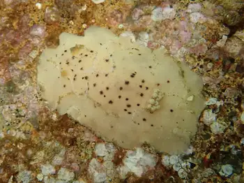 Heath's Dorid