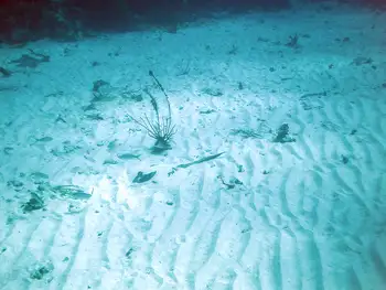 Stingray