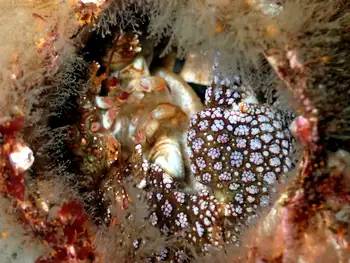 Granular Claw Crab