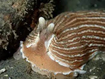 Striped Nudibranch