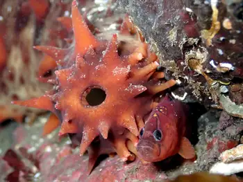 California Sea Cucumber