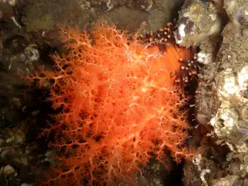 Red Sea Cucumber