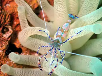 spotted cleaner shrimp