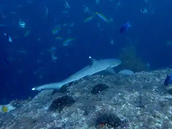 Whitetip Reef Shark