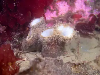 rough piddock clam