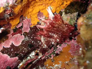 Conch