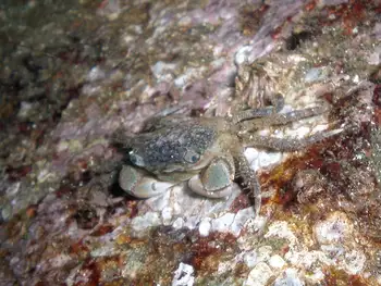 Green Shore Crab