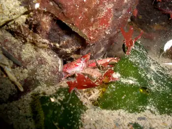 Squat Lobster