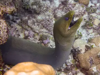 Green Moray Eel