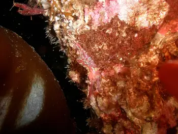 Kincaid Shrimp