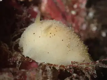 Heath's Dorid
