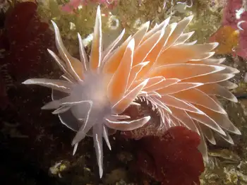 Alabaster Nudibranch