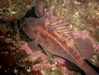 Rockfish