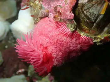 Brooding Anemone