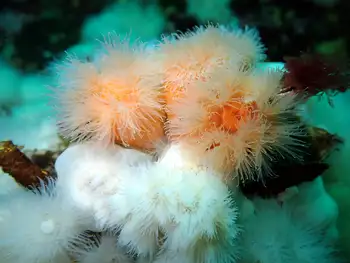 Metridium Anemones