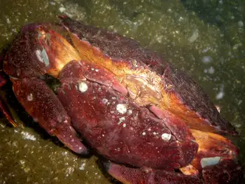 Red Rock Crabs