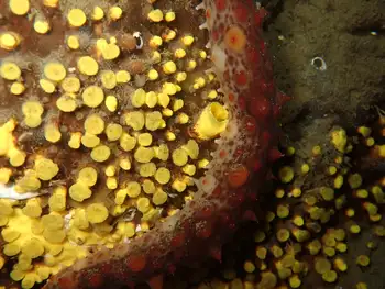 Yellow Boring Sponge