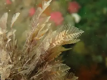Hydroid