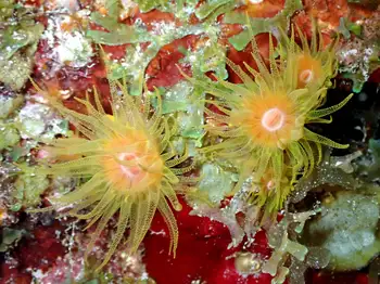 Orange Solitary Coral