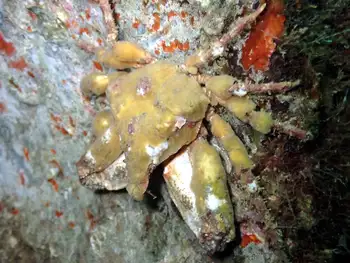 Moss Crab