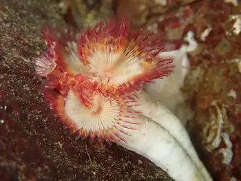 Red Trumpet Calcareous Tube Worm