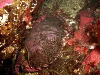 Red Rock Crab