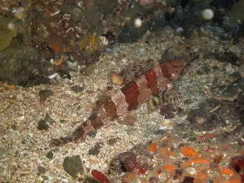Painted Greenling