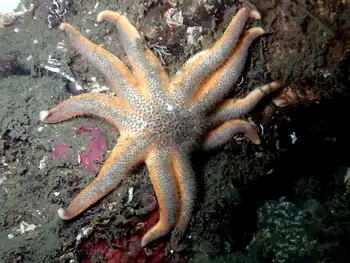 Striped Sun Star