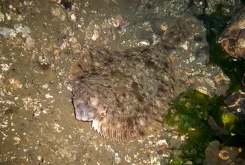 Flounder
