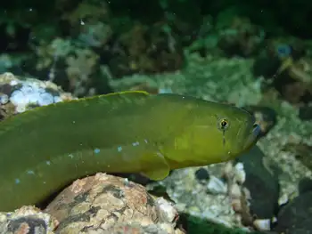 longfin gunnel