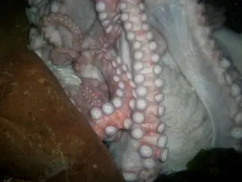 Giant Pacific Octopus