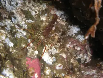 Coonstripe Shrimp