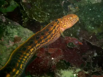 Juvenile Wolf Eel