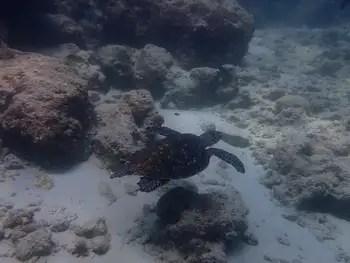 Green Sea Turtle