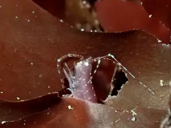 Isopod