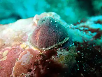 Anemone