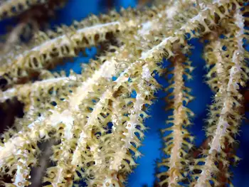 Coral