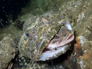 Pacific Staghorn Sculpin