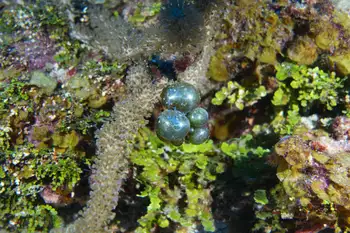 Sea Pearl Algae
