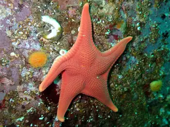 Vermilion Star