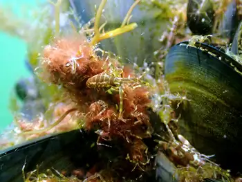 Isopod