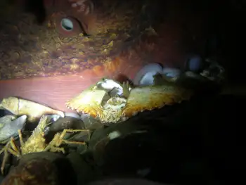 Giant Pacific Octopus